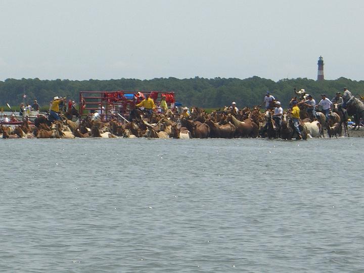 Chincoteague Pony Swim July 2007 038.JPG